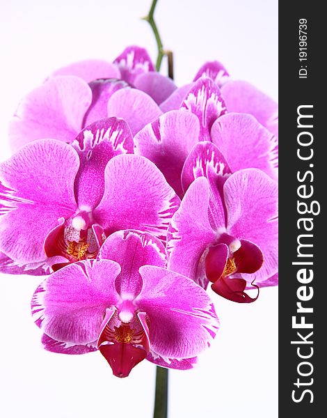 Pink orchid flowers on white background