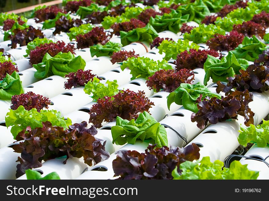 Hydroponic vegetable is planted in a garden.