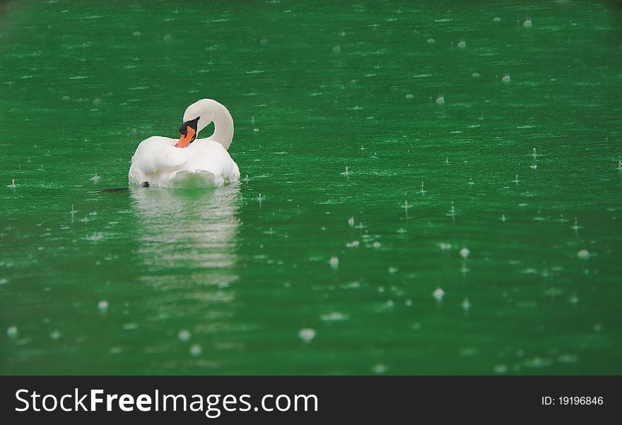 White Swan on the lake in the rain. White Swan on the lake in the rain