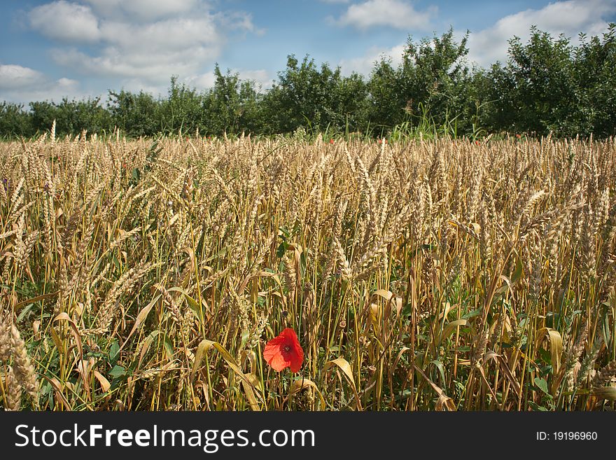 wheat field