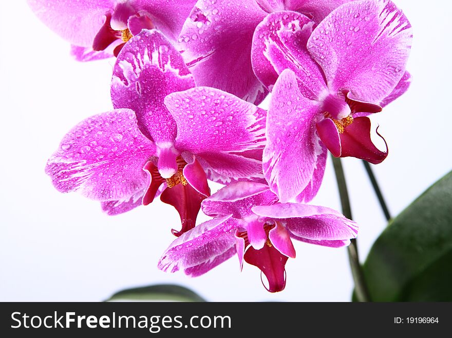 Pink orchid flowers covered with water drops on white background