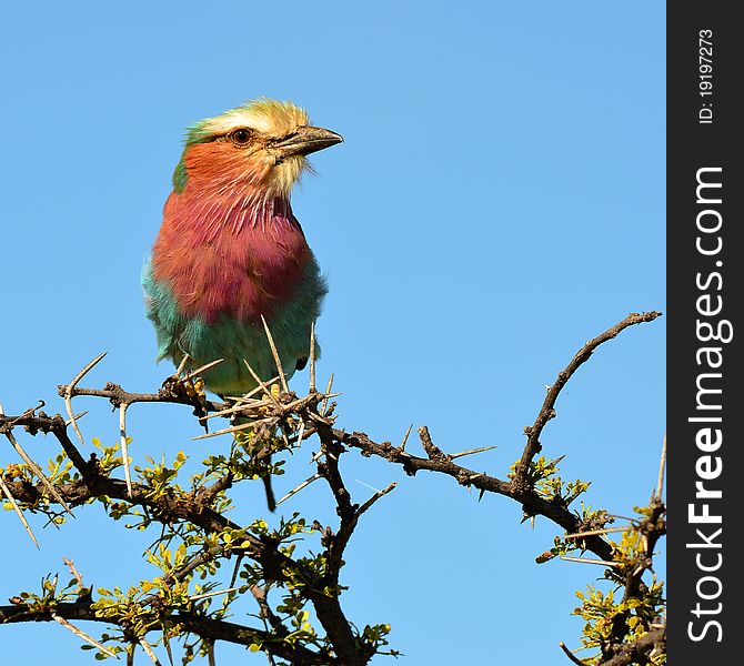 Beautiful bird from easter part of Etosha national park in Namibia. Beautiful bird from easter part of Etosha national park in Namibia.