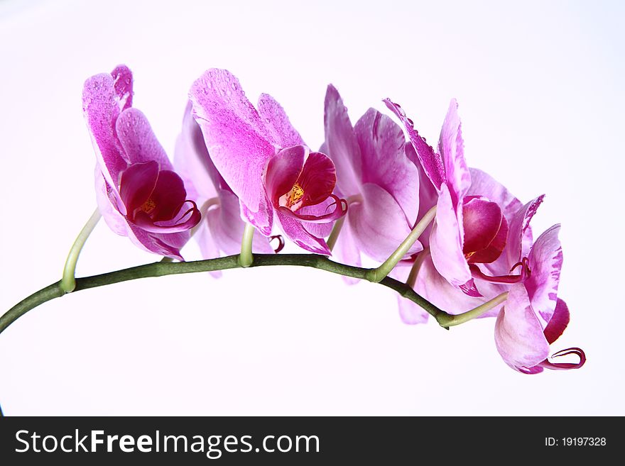 Pink orchid flowers on white background