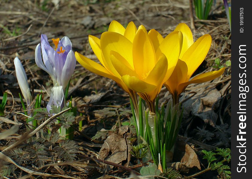 Photo of garden flowers - crocuses