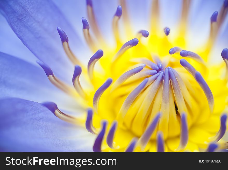 Close Up Blooming Lotus