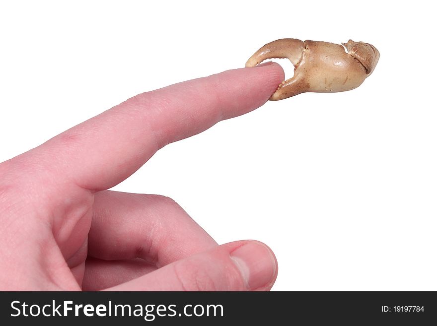 Index finger with a crab pin on its end on a white background. Index finger with a crab pin on its end on a white background