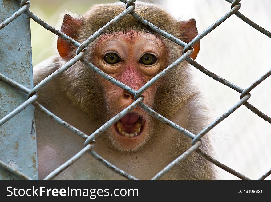 Sad monkey in the cage of zoo