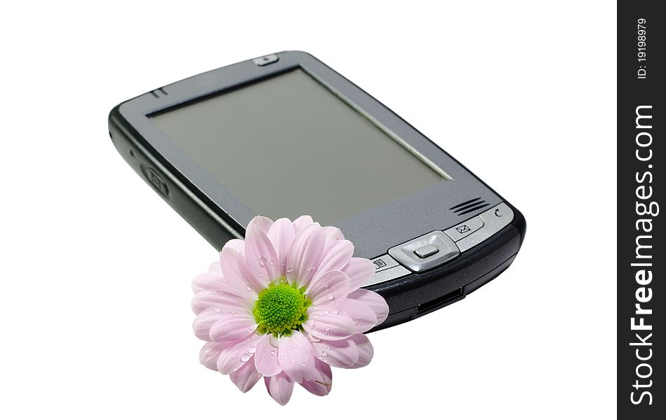 Pink chrysanthemumand PDA isolated on white background. Pink chrysanthemumand PDA isolated on white background