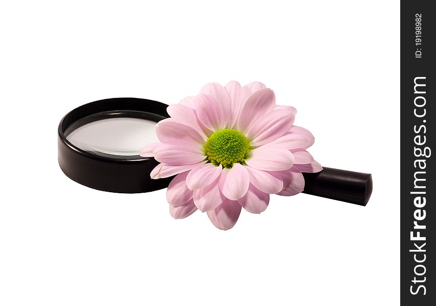 Chrysanthemum And Magnifier