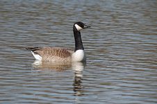 Swimming Canadian Goose Royalty Free Stock Photography