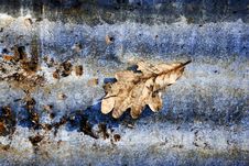 Autumn Leaf Abstract Stock Image Autumn Leaf Abstract Stock Image