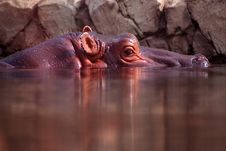Hippo Stock Photo Hippo Stock Photo