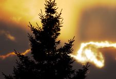 Pine Sunset Stock Image Pine Sunset Stock Image