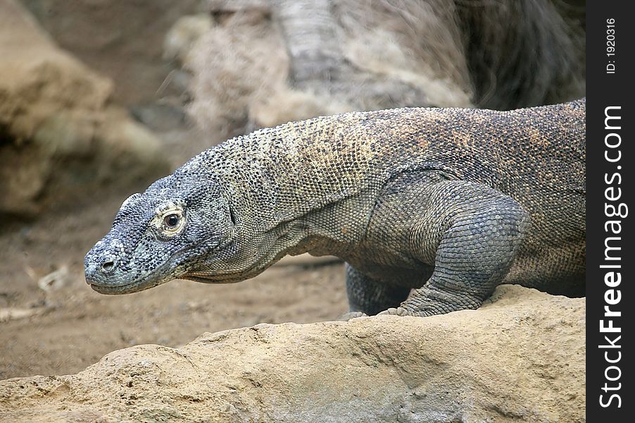 The Biggest Lizard in the World. The Biggest Lizard in the World