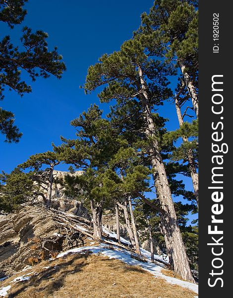 Pine-trees against the rocks.Crimea.