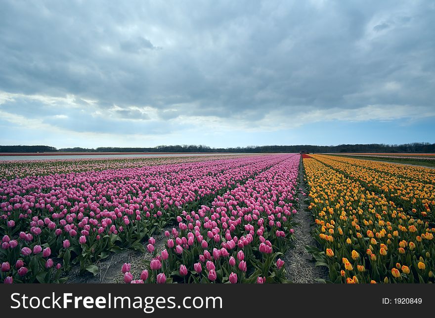 Colorful field of tulips in spring. Colorful field of tulips in spring