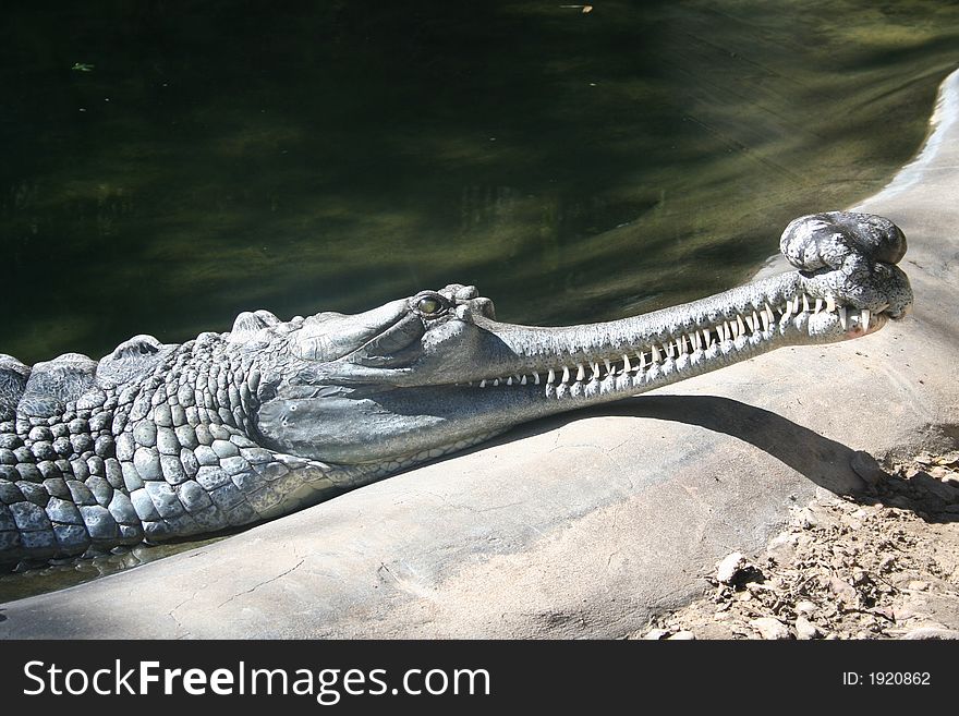 Indian gharial crocodile with large teeth showing, sunning by the bank of a river.