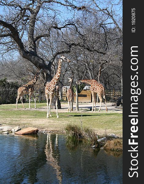 Giraffes in a field, under some trees, near a lake on a sunny day.