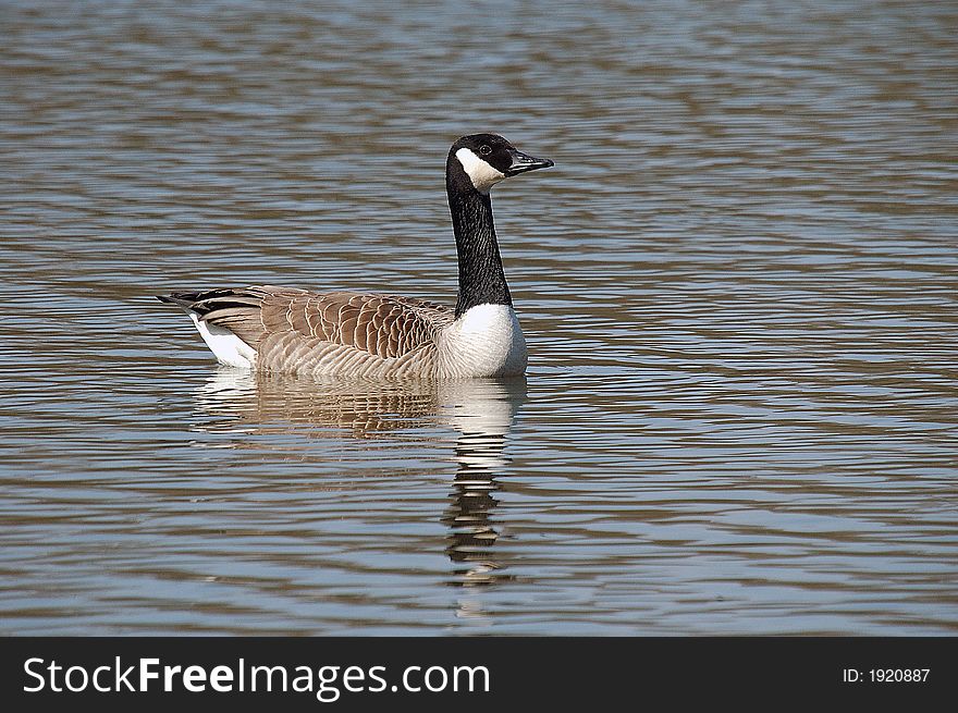 Swimming Canadian goose