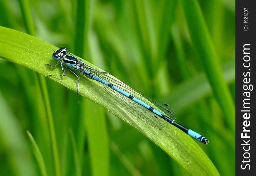 A nice close-up picture of a blue dragon fly resting on a leave. A nice close-up picture of a blue dragon fly resting on a leave