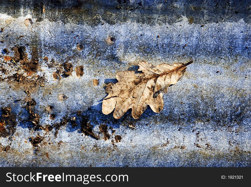 Autumn Leaf Abstract