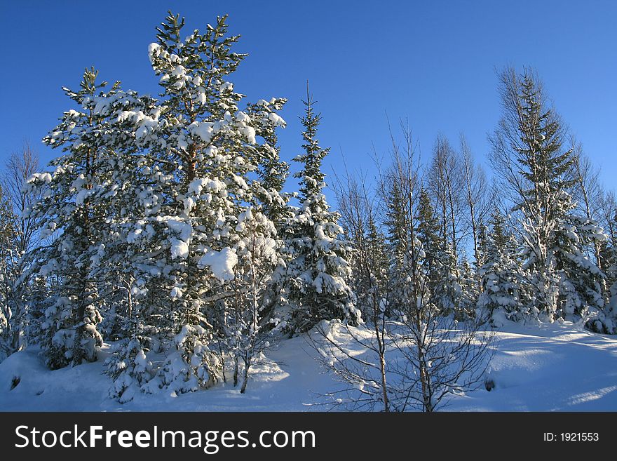 Spruces,pines and birches covered with snow. Spruces,pines and birches covered with snow