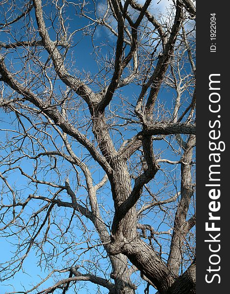 Gnarly tree against a blue sky with  many branches and twigs. Gnarly tree against a blue sky with  many branches and twigs