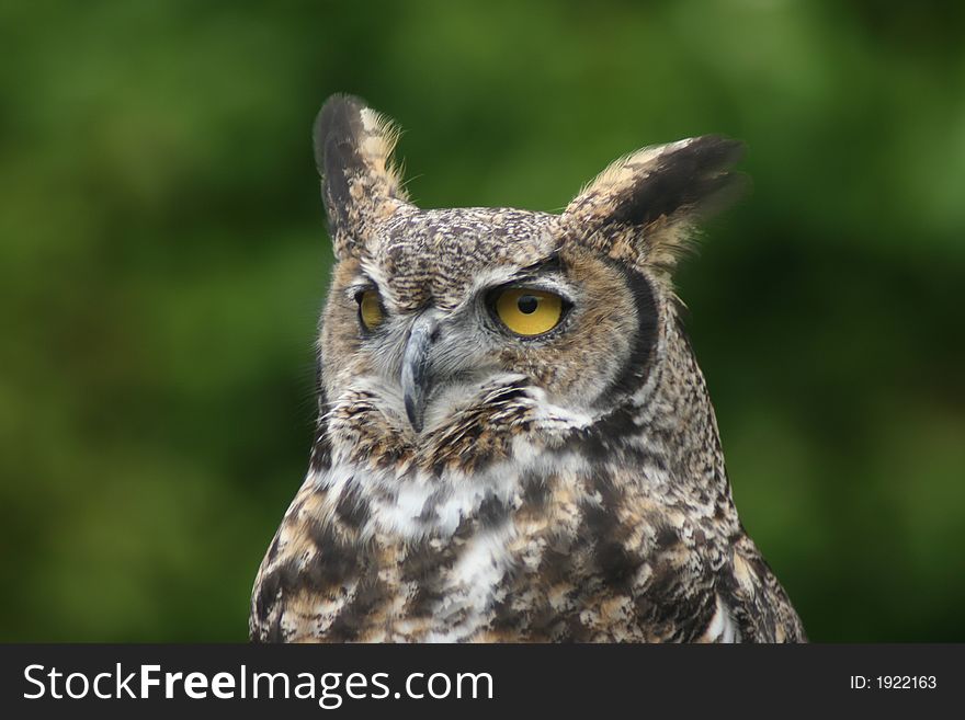 Closeup of horned owl with green wash behind. Closeup of horned owl with green wash behind