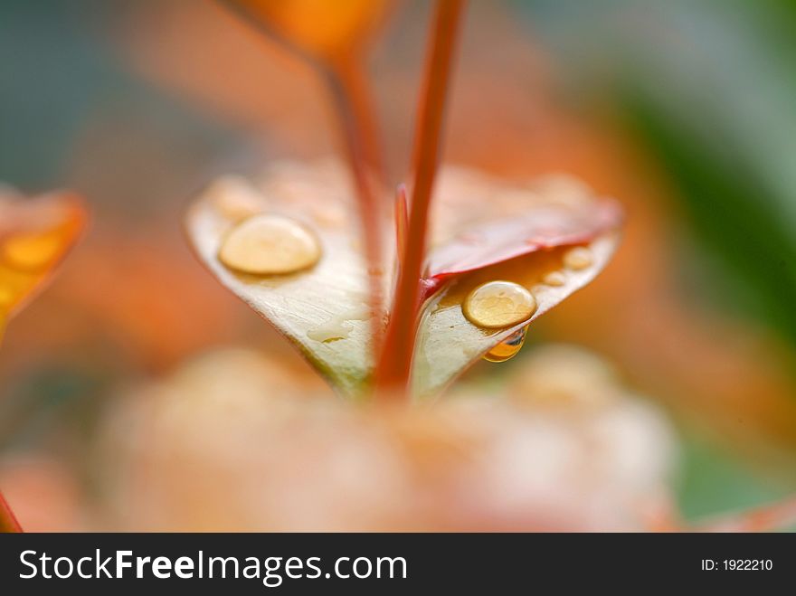 Water droplet on leave in sunshine