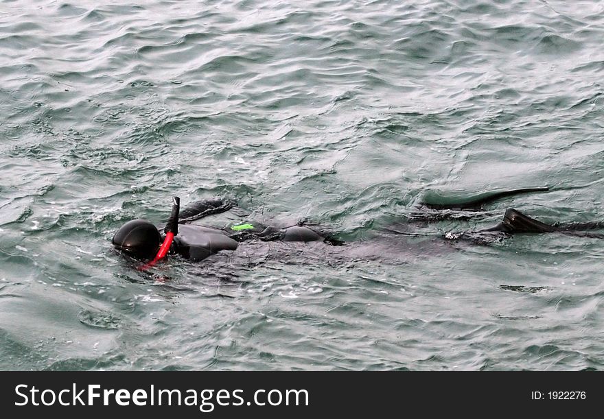 Snorkler swimming in Monterey Bay, California