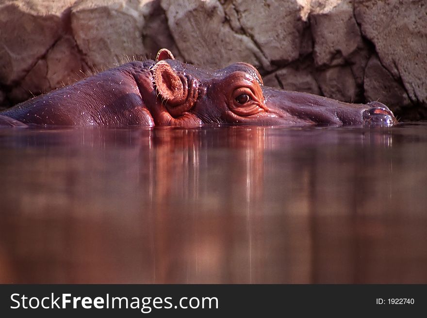 A hippopotamus partially submerged in a pool in a zoo.