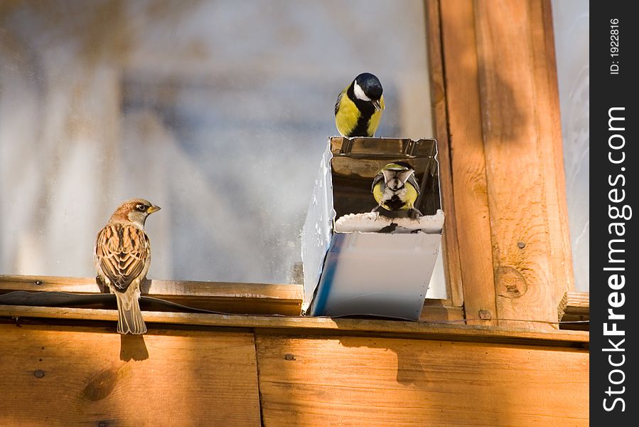 Birds in turn to a feeding trough at a window of an apartment house. Birds in turn to a feeding trough at a window of an apartment house