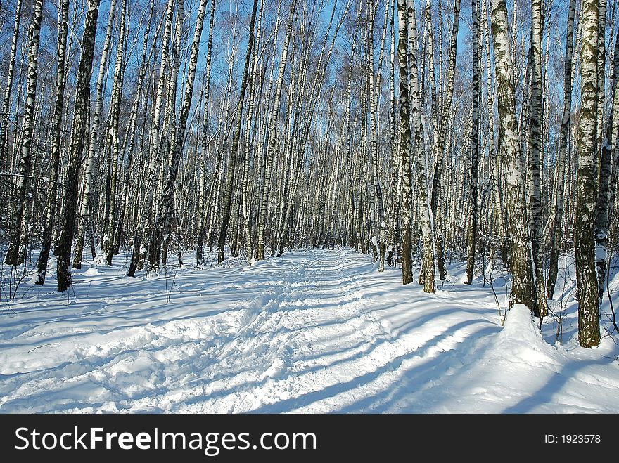 Snow path through birch forest in winter. Snow path through birch forest in winter