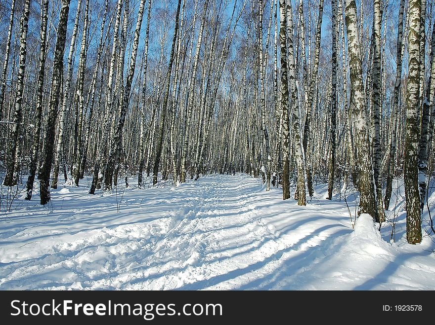 Path in birch forest