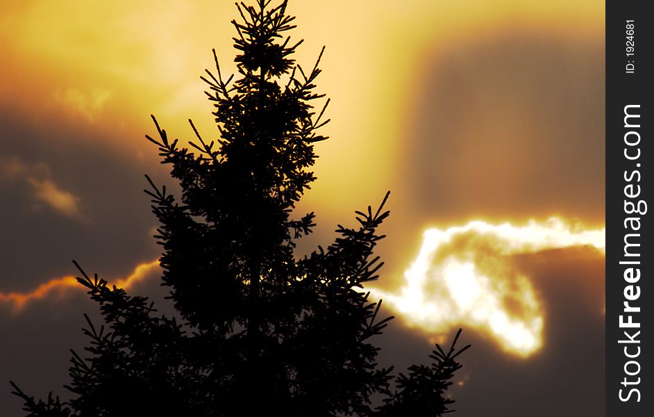 Great silhouette of a pine tree. Great silhouette of a pine tree.