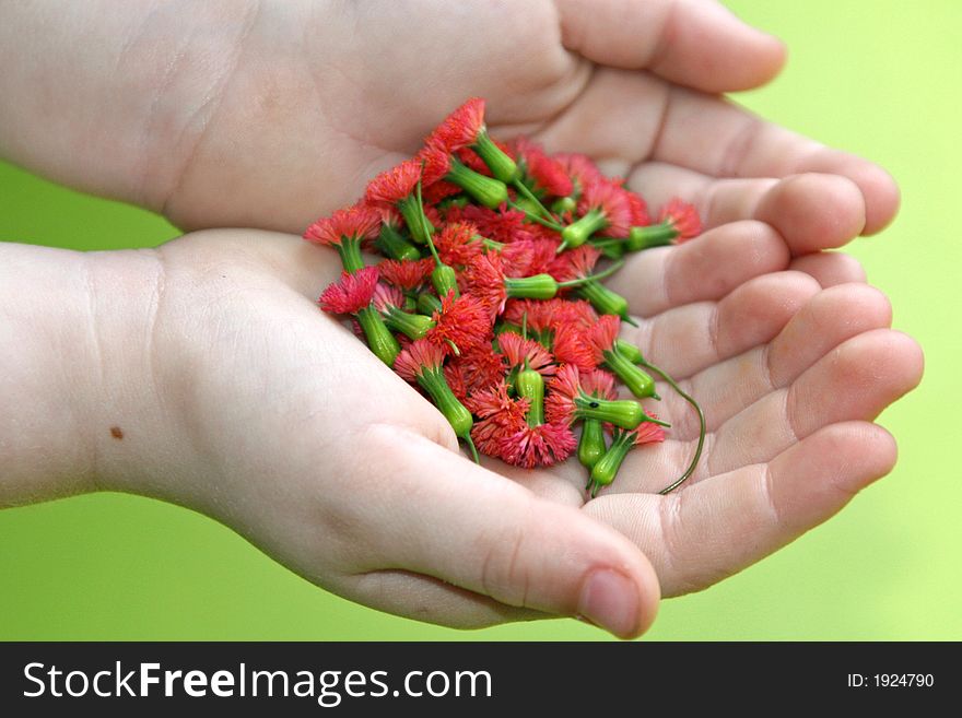 Spring photo of a childs hands holding red flowers. Spring photo of a childs hands holding red flowers