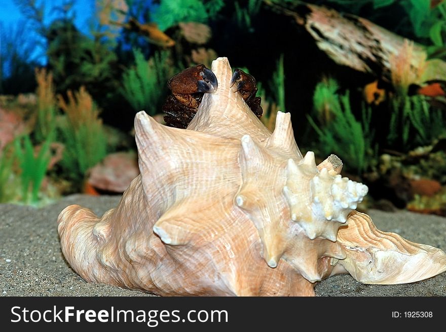 A Crab climbing to the top of the conch. A Crab climbing to the top of the conch