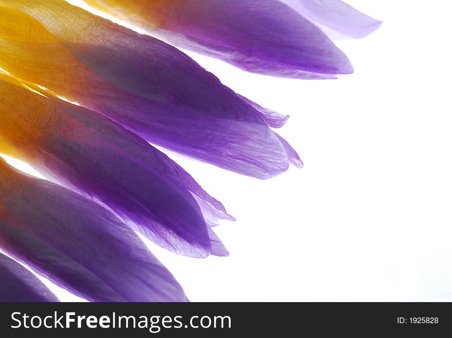 Viola flowers against light box