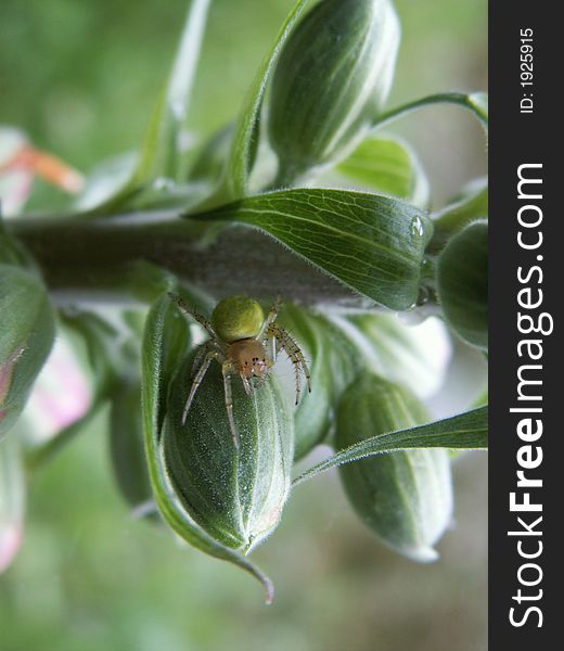 Araniella cucurbitina, the cucumber spider