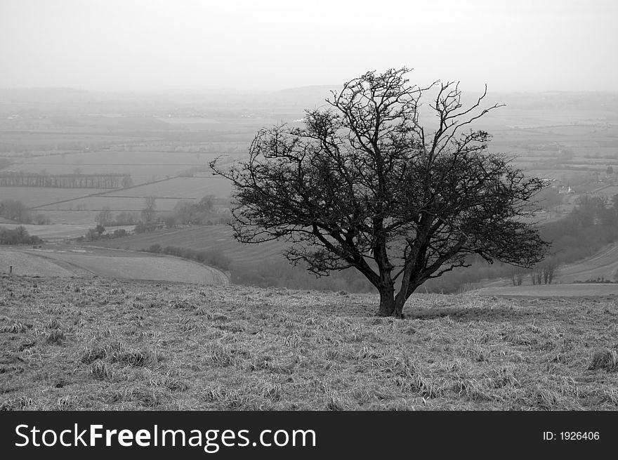 A lonely tree close to the iron age uffington white horse(uk).