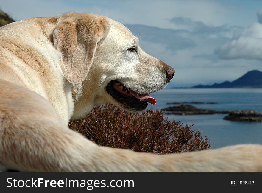 A happy and content labrador and it's tail. A happy and content labrador and it's tail