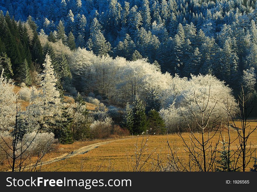 Frozen landscape in the french alps. Trees are totally frozen in spite of the sun
