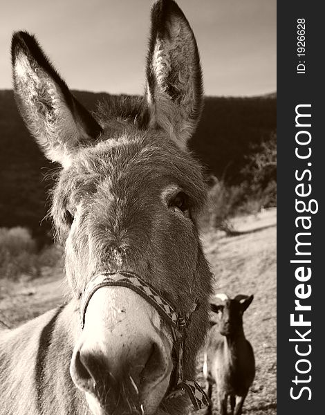 Funny grey donkey watching you as a curious thing.