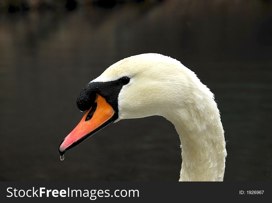 Close-up of a swan with droplet of water on beak. Close-up of a swan with droplet of water on beak