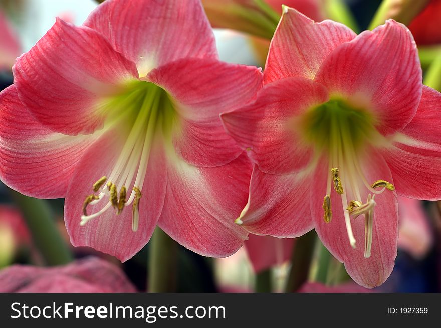 Two Red flowers  isolated on a natural background