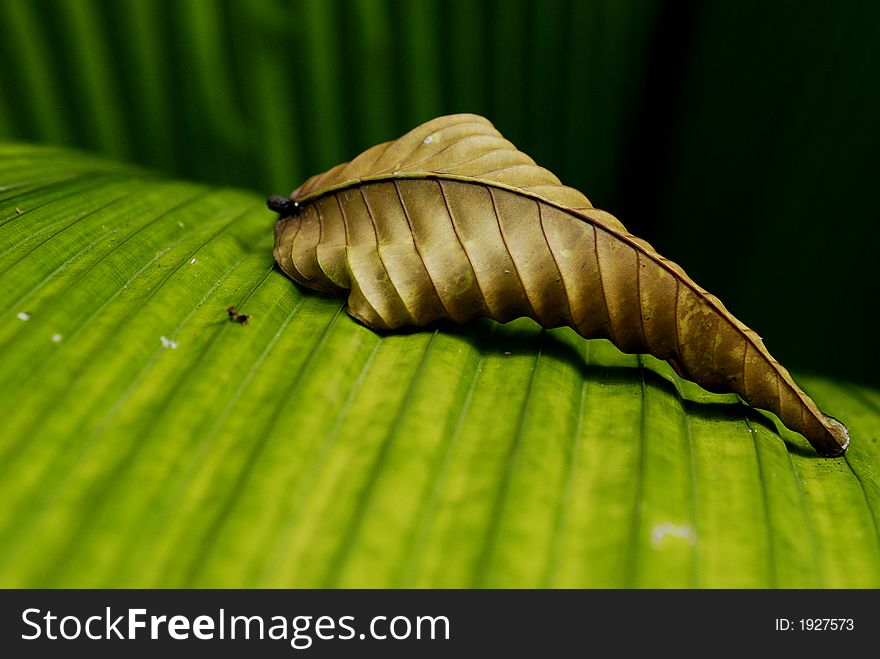 A piece of dried withered leaf sitting on a green leaf. A piece of dried withered leaf sitting on a green leaf
