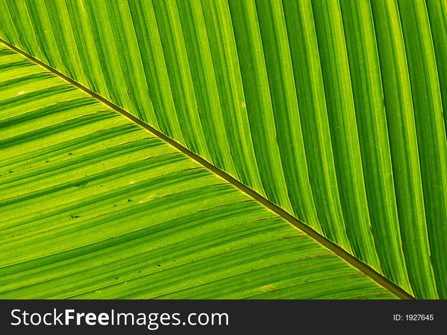 A close up view of a big leaf structure