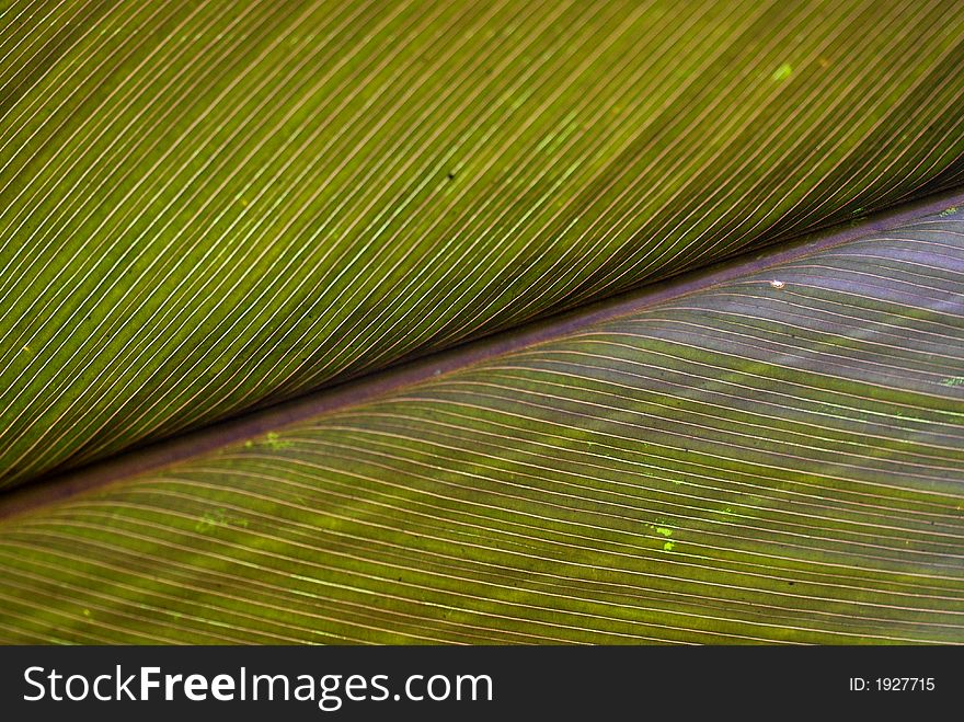 A close up view of a big leaf structure