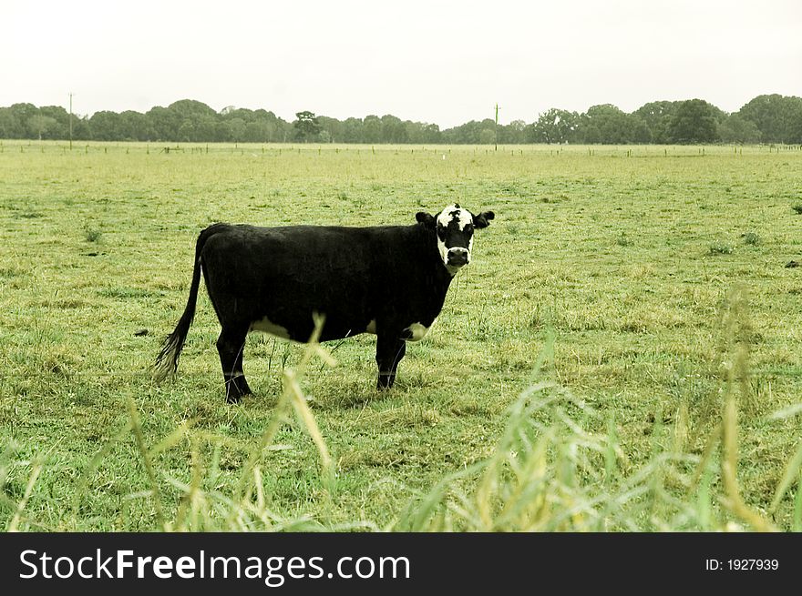 Black cow standing in a lush green field. Black cow standing in a lush green field.