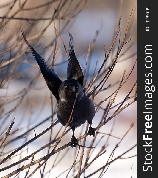 Rise of a jackdaw from a bush in a sunny day. Rise of a jackdaw from a bush in a sunny day